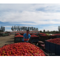 der niedrigste Preis für Tomatenmark in der Trommel